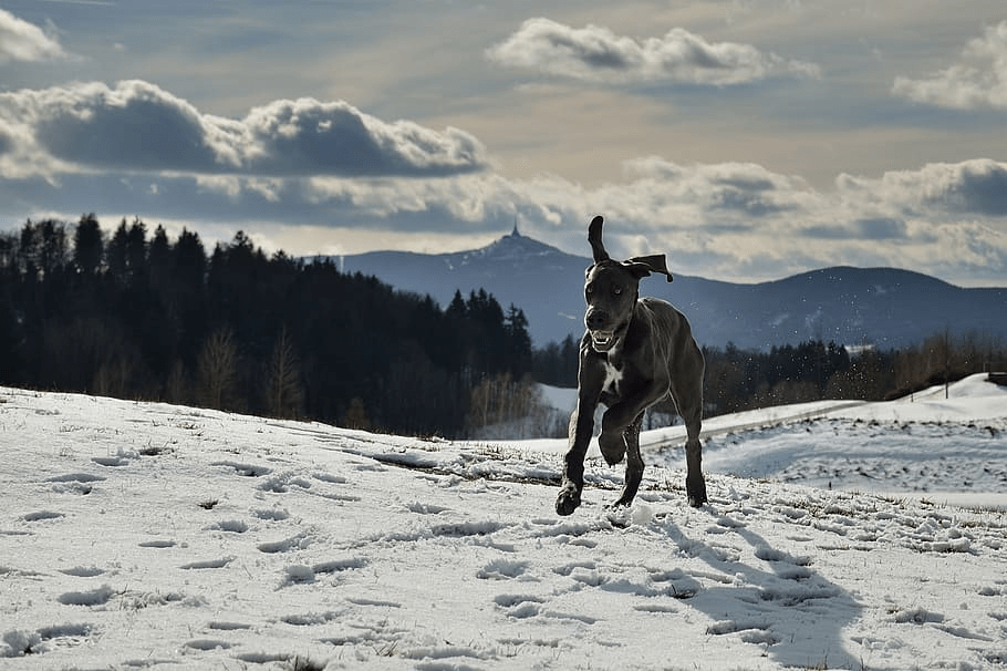 A stunning Black Great Dane running in the snow