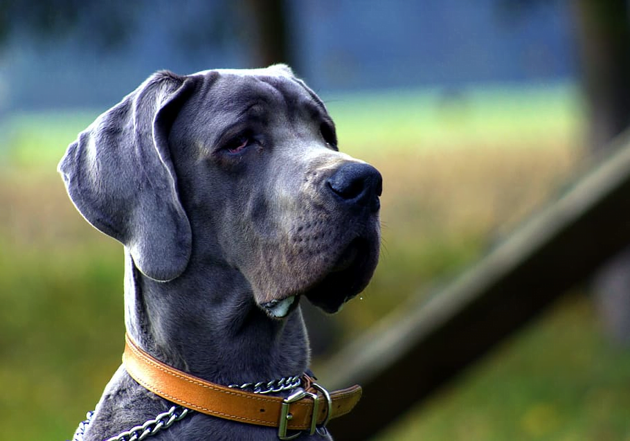 A loyal and well behaved Black Great Dane posing with a leather collar