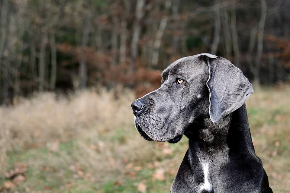 A Black Great Dane in a forest
