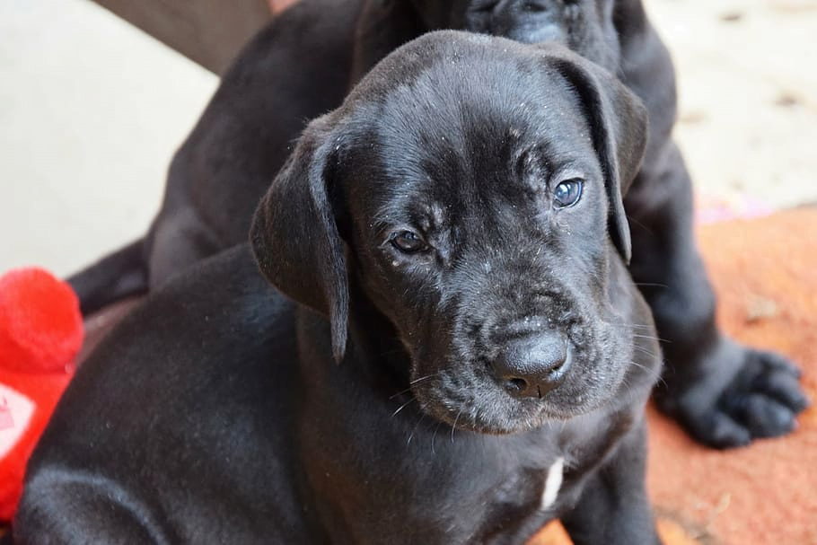 A cute Great Black Dane puppy
