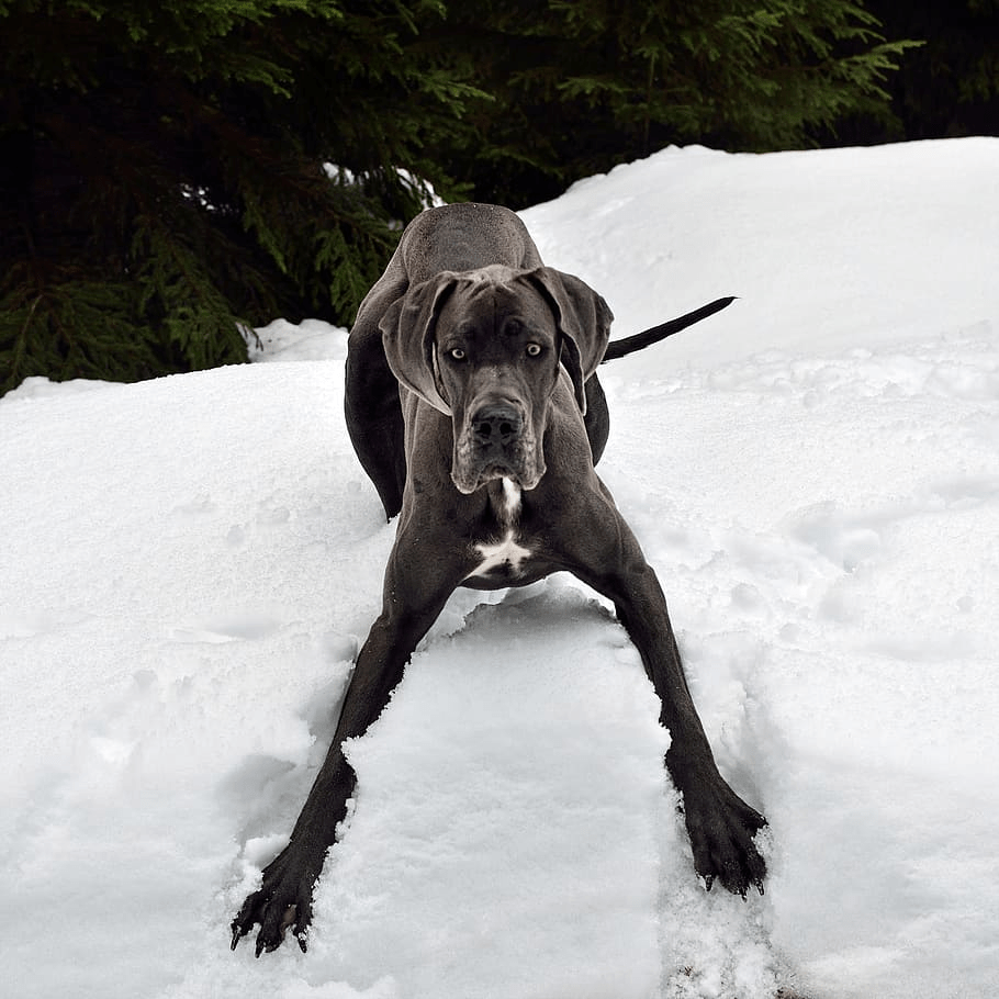 A happy and alert Black Great Dane playing in the snow