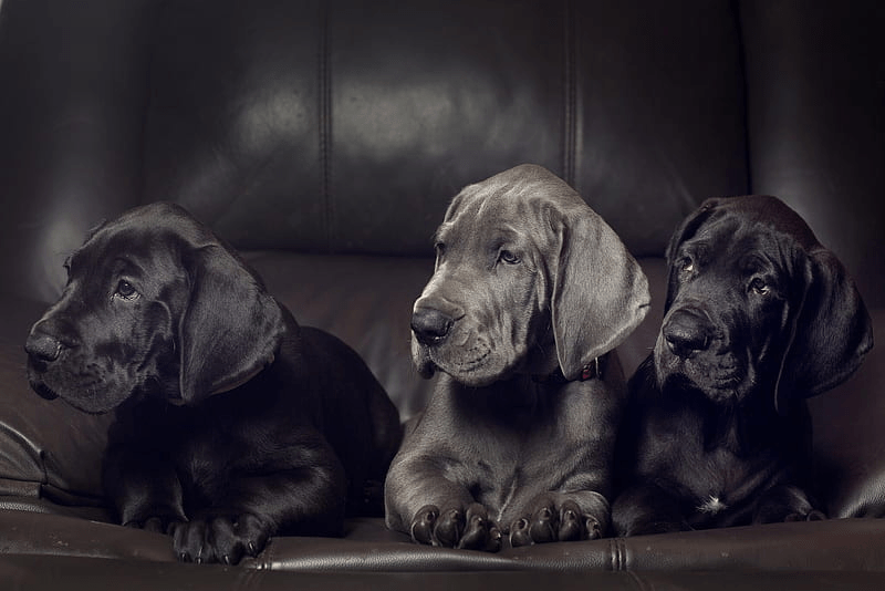 3 Great Dane puppies on a sofa