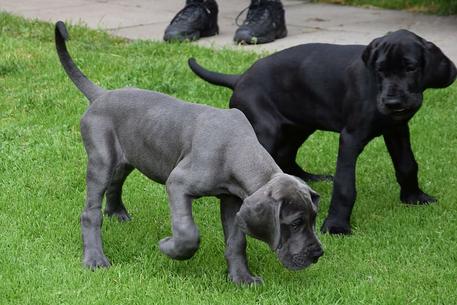 Two Great Dane puppies smelling grass