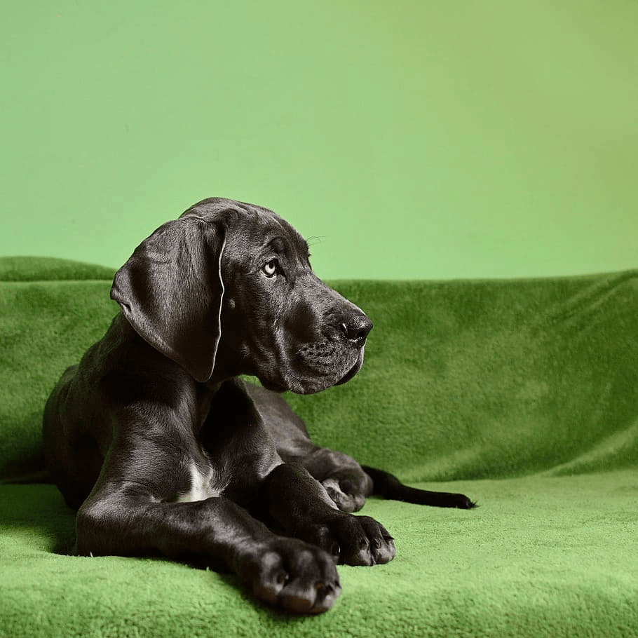 A majestic Black Great Dane on a green cloth background