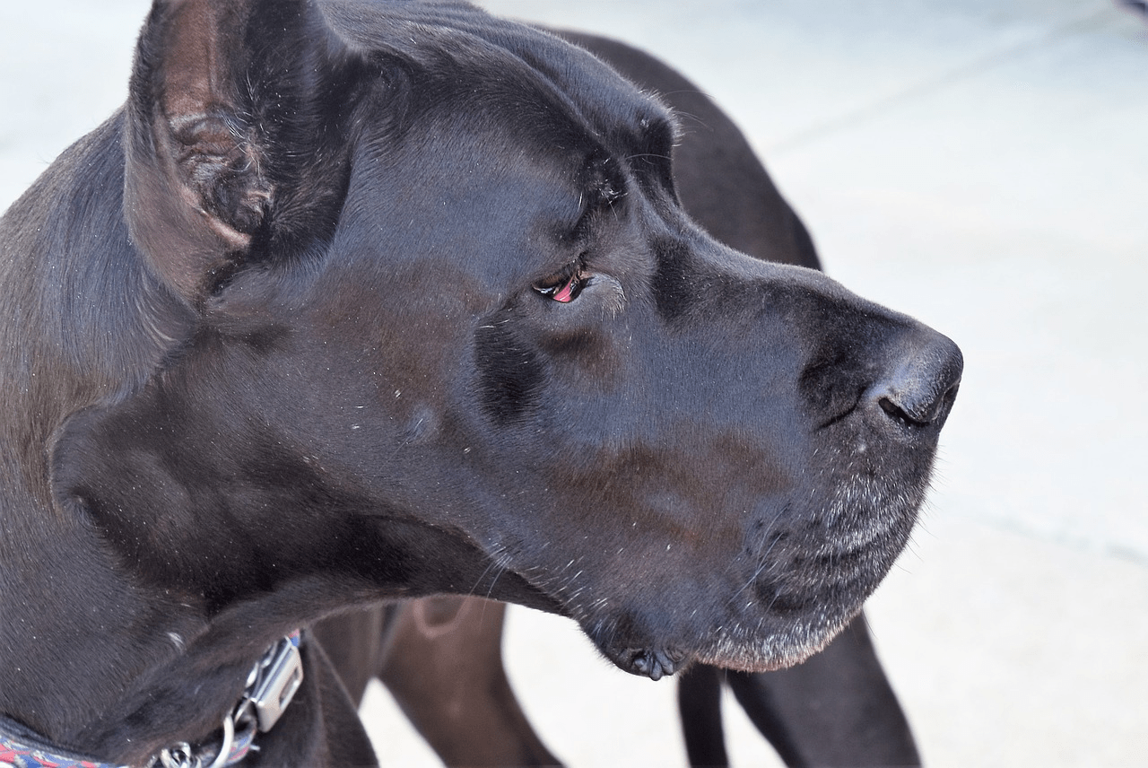 Side view of an elderly Black Great Dane with cropped ears