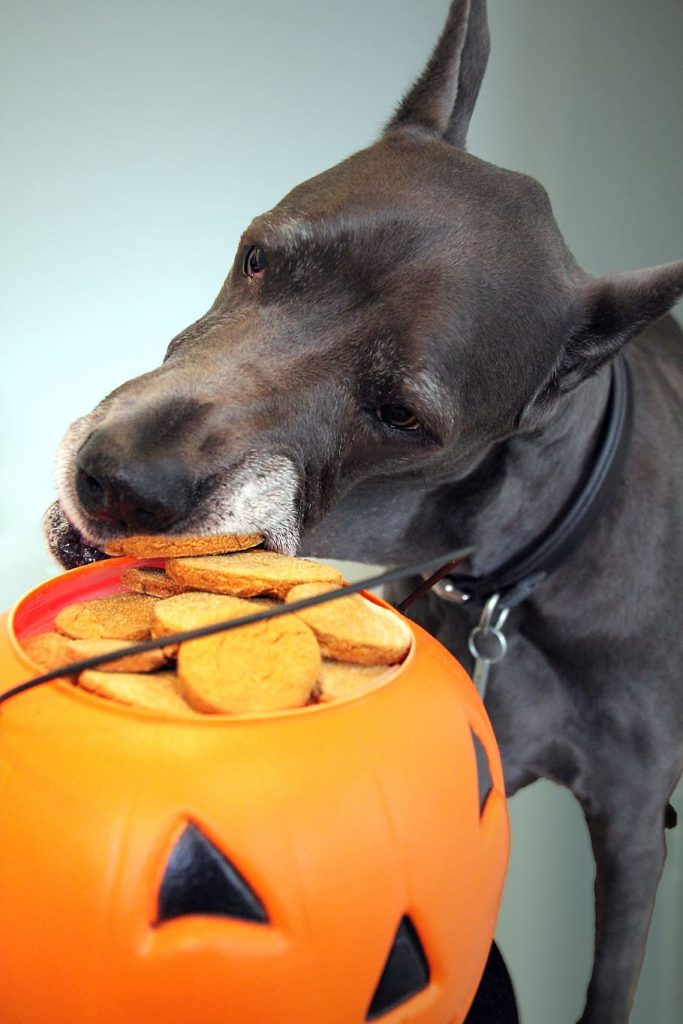 A Black Great Dane eating cookies out of a pumpkin
