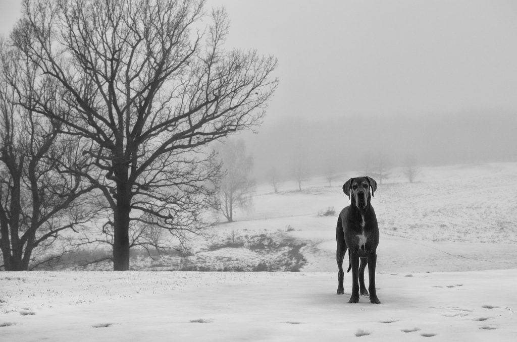 Black Great Dane standing in a winter field next to a tree