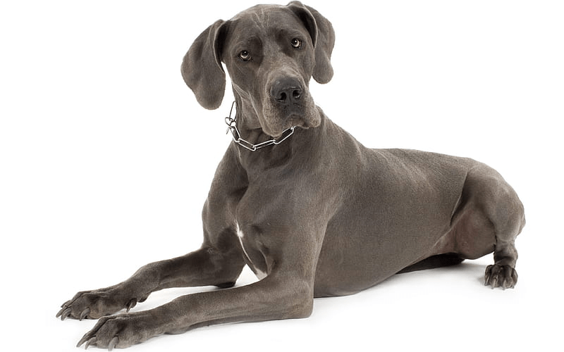 A regal Black Great Dane posing for a photo on a white background